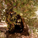 Illustration for article titled Did This Mangled Oak Tree Start The California Gold Rush?